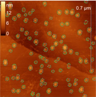 Utilization of deep learning for height analysis of globular objects on non-planar surfaces in scanning probe microscopy